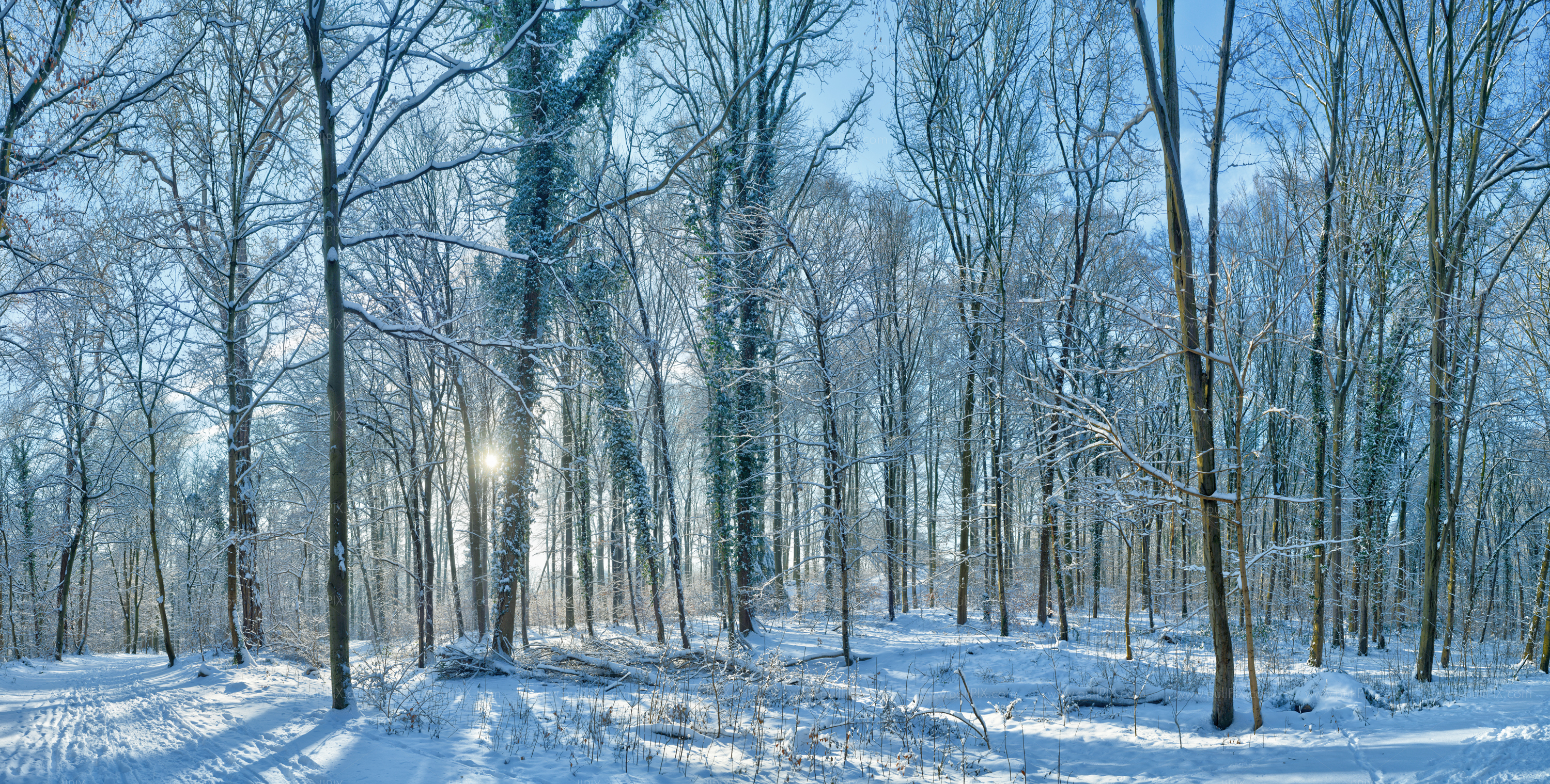 Preview Winterwald bei Koeln.jpg